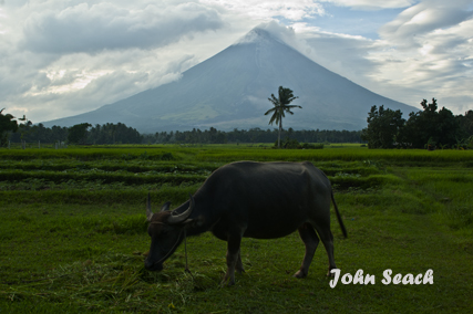 mayon