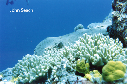 scuba diving reef islands